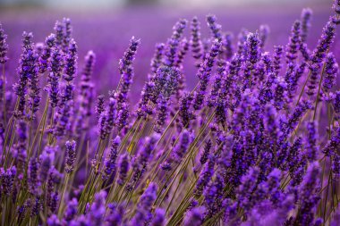 Yakın çekim lavanta mor aromatik çiçekler burçlar