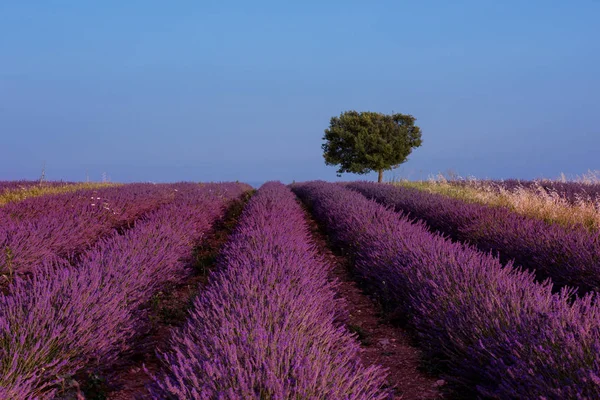 Árbol solitario en el campo de lavanda — Foto de Stock