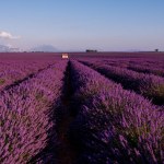 Stenhus vid lavendel fält