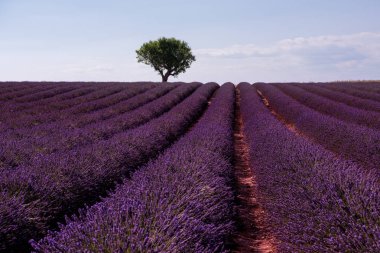 Lavender alanında yalnız ağaç