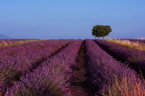 Lavender alanında yalnız ağaç — Stok fotoğraf