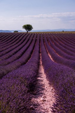 Lavender alanında yalnız ağaç