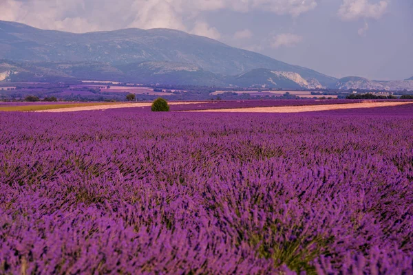 Lavendel fält Frankrike — Stockfoto