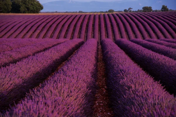 Lavendel fält Frankrike — Stockfoto