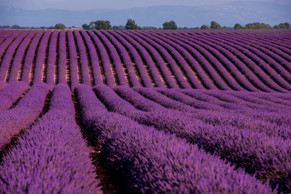 Lavendel fält Frankrike — Stockfoto