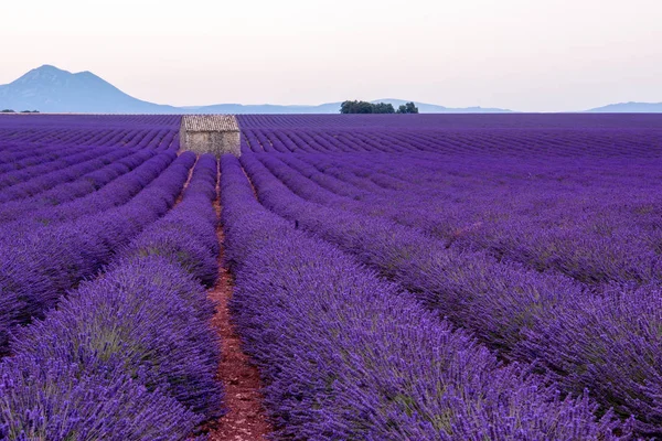 Lavendel fält Frankrike — Stockfoto