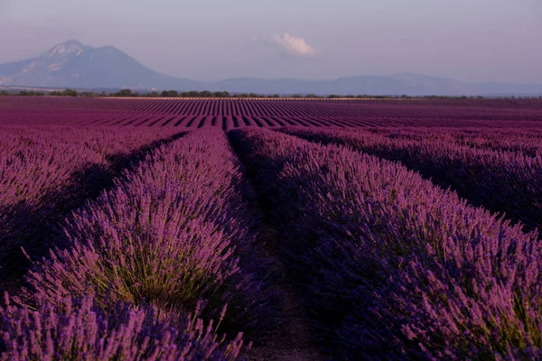 Lavender field france — Stock Photo, Image