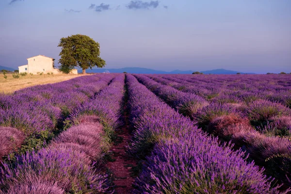 Vecchia casa di mattoni e albero solitario al campo di lavanda — Foto Stock