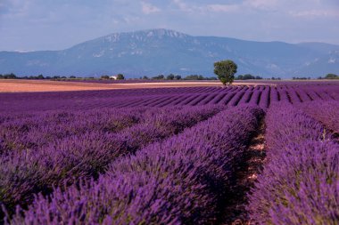 Lavender alanında yalnız ağaç