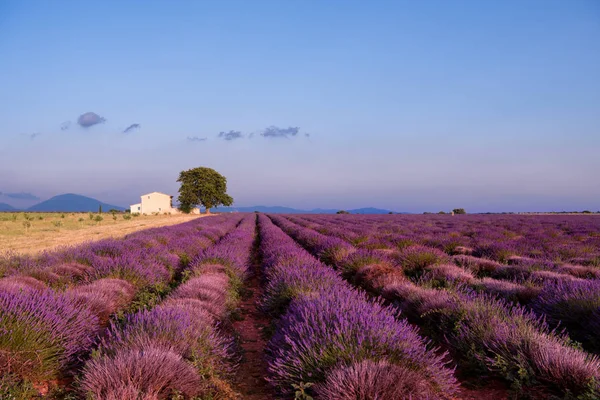 Gammalt tegelhus och ensamma träd på lavendel fält — Stockfoto