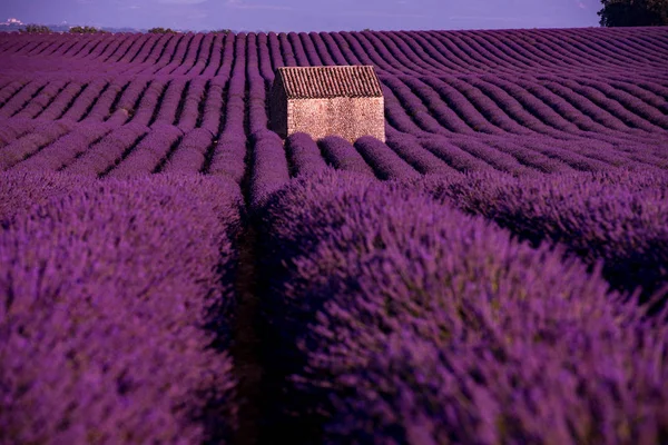 Stenhus vid lavendel fält — Stockfoto