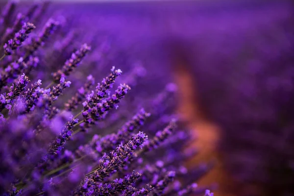 Primer plano Arbustos de lavanda flores aromáticas púrpuras —  Fotos de Stock