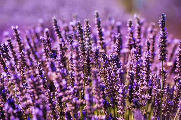 Sträucher mit lila aromatischen Lavendelblüten aus der Nähe — Stockfoto