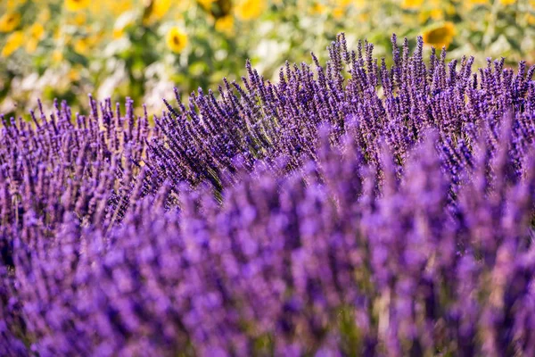Närbild buskar av lavendel lila aromatiska blommor — Stockfoto