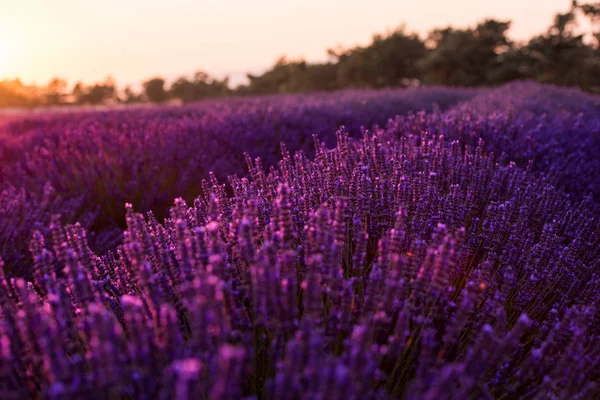 Farbenfroher Sonnenuntergang am Lavendelfeld — Stockfoto