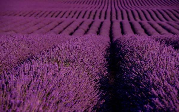 Campo de lavanda frança — Fotografia de Stock