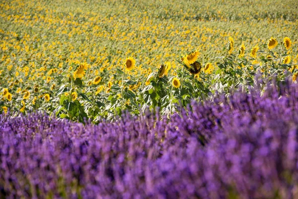 Lavendel en zonnebloem veld — Stockfoto
