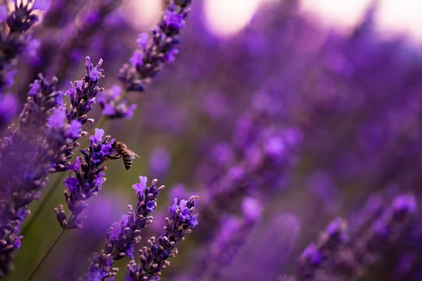 Abejorro recolectando polen de una de las flores de lavanda —  Fotos de Stock