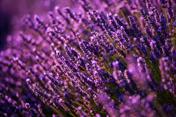 Close up Bushes of lavender purple aromatic flowers