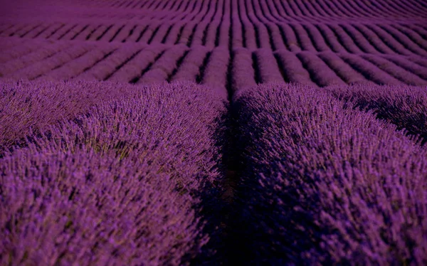 Campo de lavanda frança — Fotografia de Stock