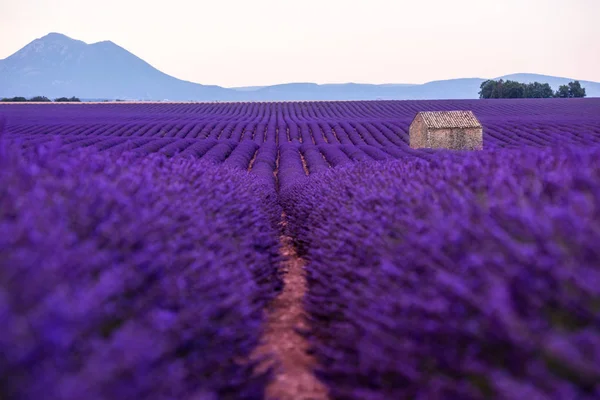 Stone house at lavender field — Stock Photo, Image