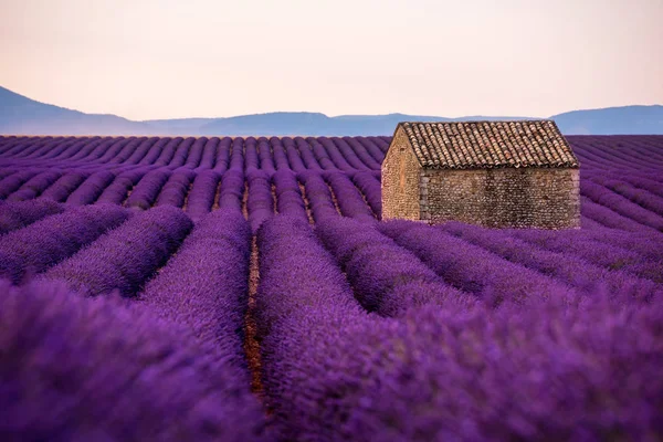 Stone House w: Lavender Field — Zdjęcie stockowe