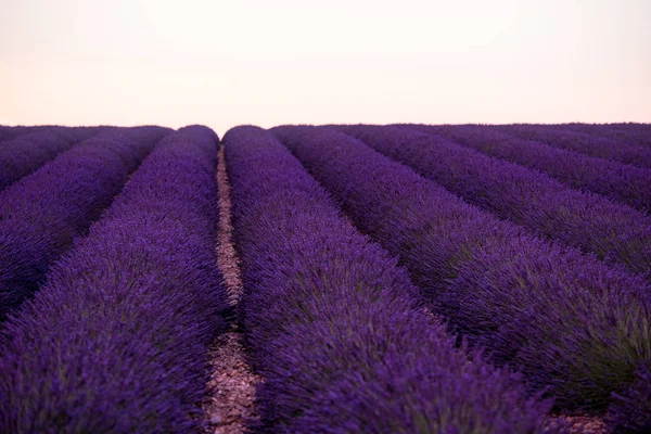 라벤더 밭 프랑스 — 스톡 사진