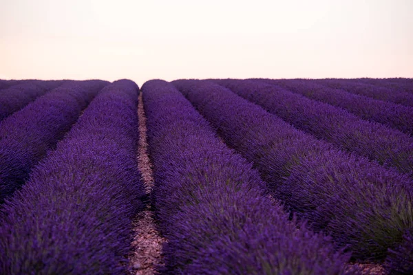 Campo de lavanda frança — Fotografia de Stock