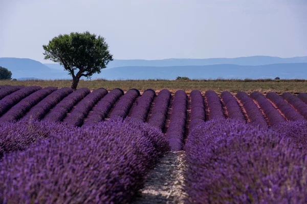 Albero solitario al campo di lavanda — Foto Stock