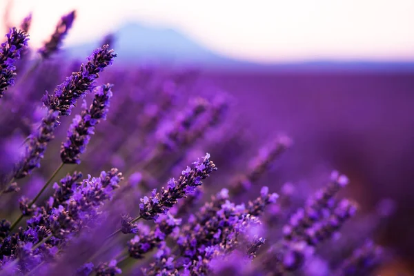 Close up Arbustos de lavanda roxo flores aromáticas — Fotografia de Stock