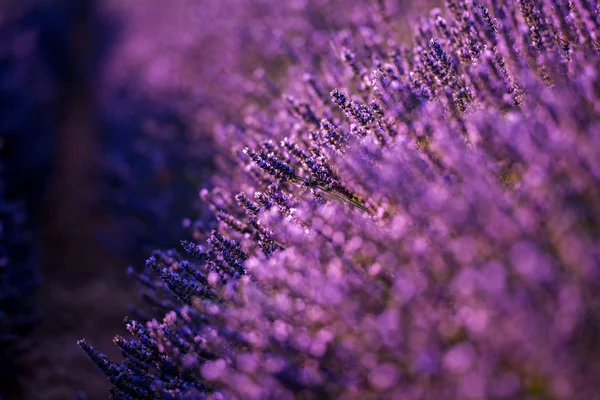 Sträucher mit lila aromatischen Lavendelblüten aus der Nähe — Stockfoto