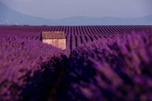 Stenhus vid lavendel fält — Stockfoto