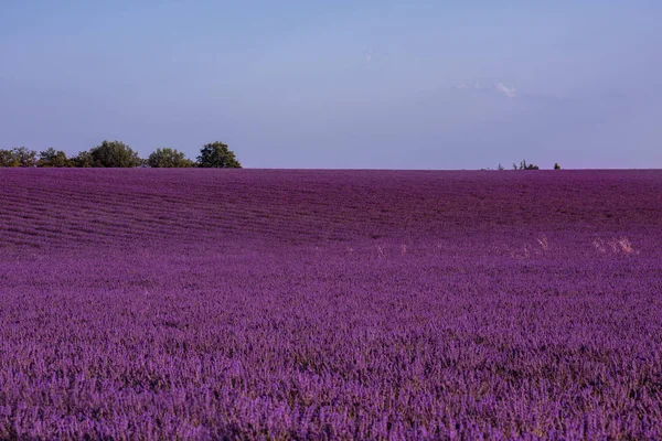 Lavendelveld Frankrijk — Stockfoto