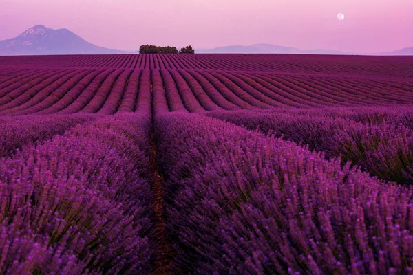 Moon during colorful sunset at lavender field — Stock Photo, Image