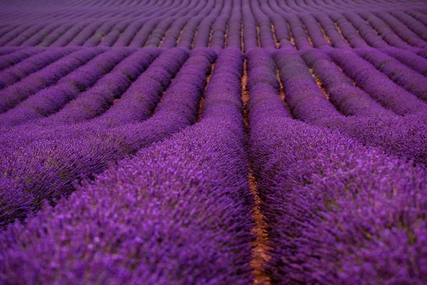 Campo de lavanda frança — Fotografia de Stock