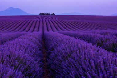 colorful sunset at lavender field clipart