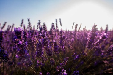Yakın çekim lavanta mor aromatik çiçekler burçlar