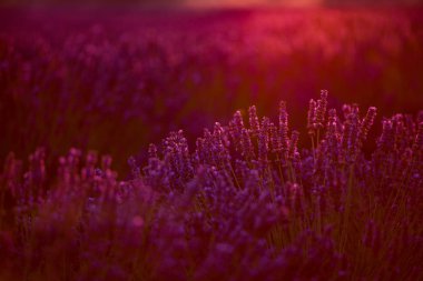 Lavanta alanında renkli günbatımı