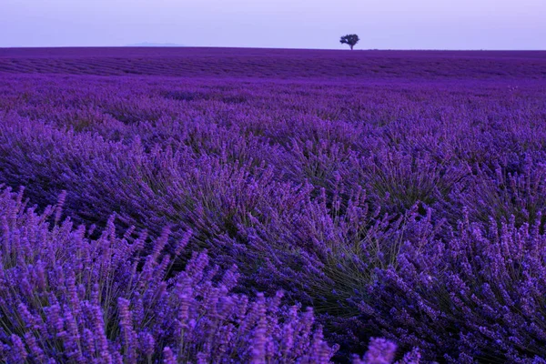 Colorful sunset at lavender field — Stock Photo, Image