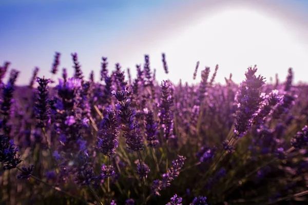 Закрыть Bushes лаванды фиолетовые ароматические цветы — стоковое фото