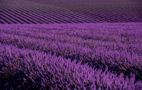 Campo di lavanda Francia — Foto Stock