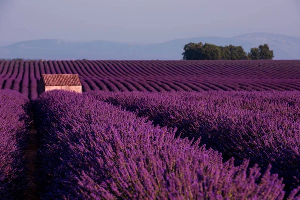 Stone House w: Lavender Field — Zdjęcie stockowe