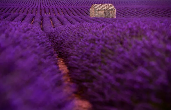 Stone House w: Lavender Field — Zdjęcie stockowe