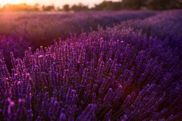 Farbenfroher Sonnenuntergang am Lavendelfeld — Stockfoto