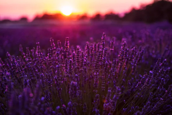 Tramonto colorato al campo di lavanda — Foto Stock