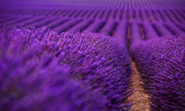 Uzavřete keře levandule fialových aromatických květů — Stock fotografie