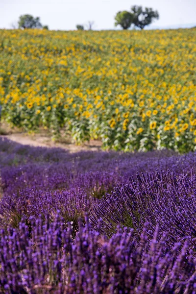 Lavendel och solros fält — Stockfoto