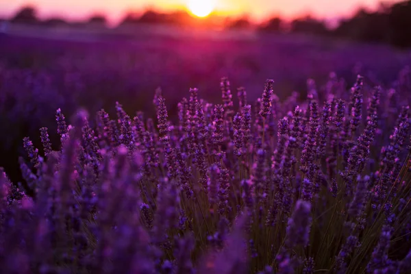 Красочный закат на лавандовом поле — стоковое фото