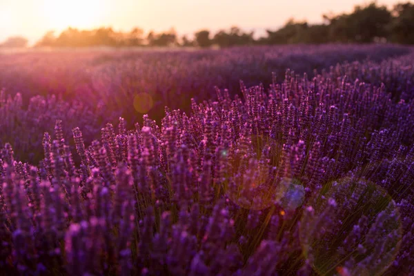 Pôr do sol colorido no campo de lavanda — Fotografia de Stock