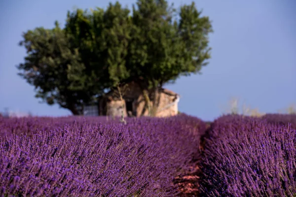 Vanha tiilitalo ja yksinäinen puu laventelipellolla — kuvapankkivalokuva